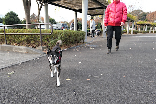 俣野公園（横浜市戸塚区）_f0369014_15085397.jpg