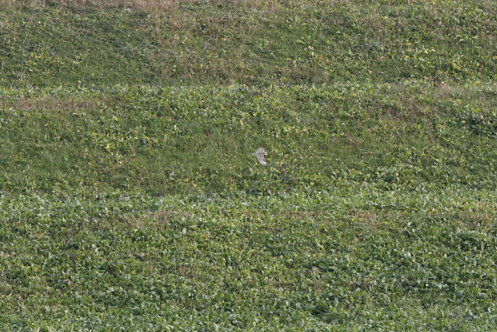 2016　コミミズク初撮りする事が出来ました。_f0239515_17473063.jpg