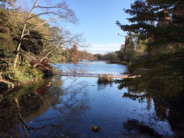 紅葉の井の頭公園_e0208519_16521364.jpg