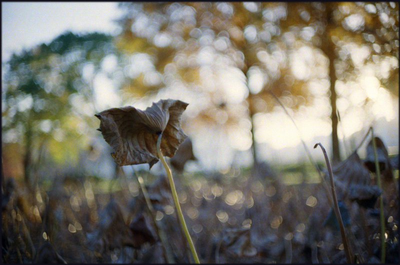 M6・Summilux 50mm f1.4 1st と X2・Elmarit 24mm f2.8_c0176622_18333992.jpg