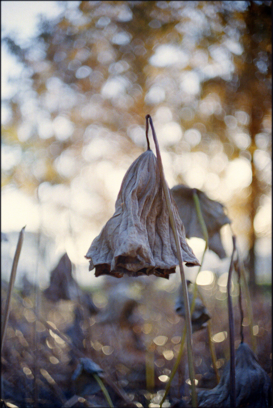 M6・Summilux 50mm f1.4 1st と X2・Elmarit 24mm f2.8_c0176622_18334172.jpg