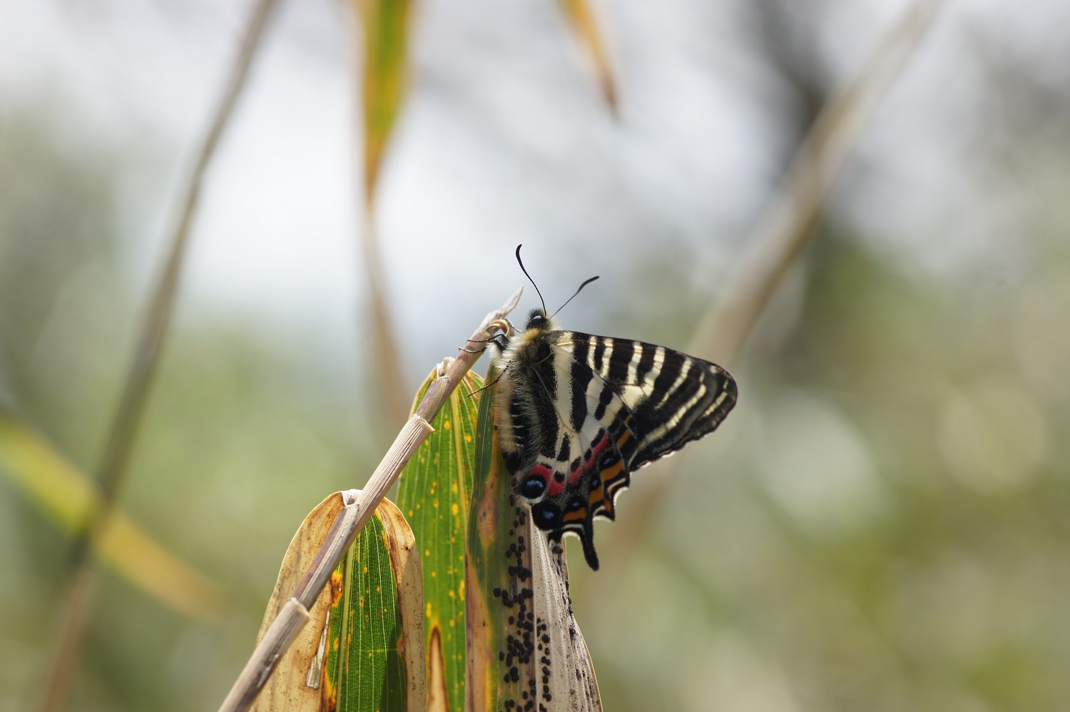 ギフチョウ_f0063624_8155065.jpg