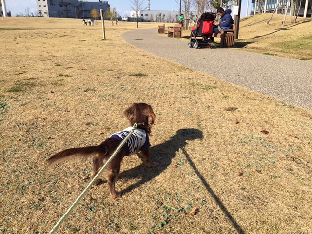 １６年１２月６日　大学散歩＆豚クッキー♪_c0117831_16303136.jpg