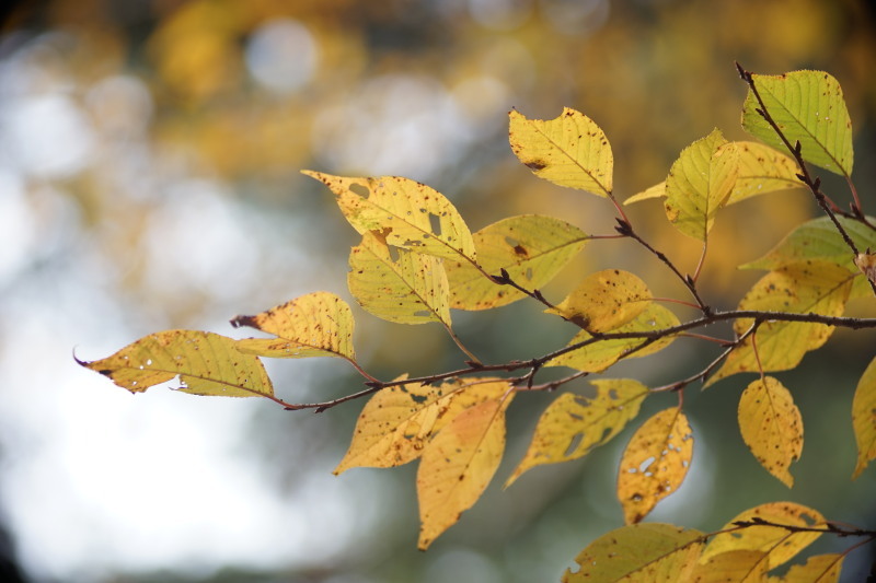 レンズ(単焦点) A. schacht munchen travegar 105mm f3.5 A. Schacht Travegar 105mm f3.5 - delta