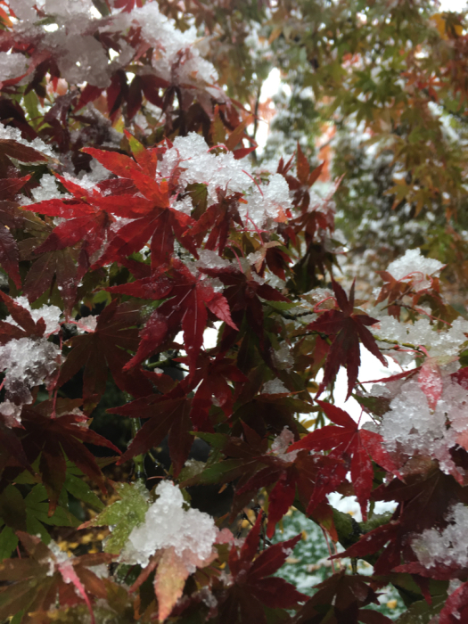 雪紅葉_c0005243_21544111.jpg