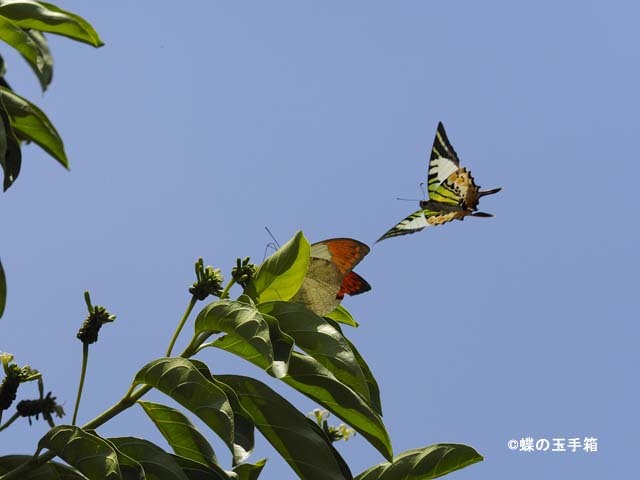 ランカウイ島遠征記（12）　ツマベニチョウ＆オナガタイマイ_b0107948_19021311.jpg