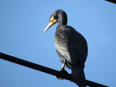 野鳥4種と宗川寺の夫婦イチョウ_b0154148_14541906.jpg