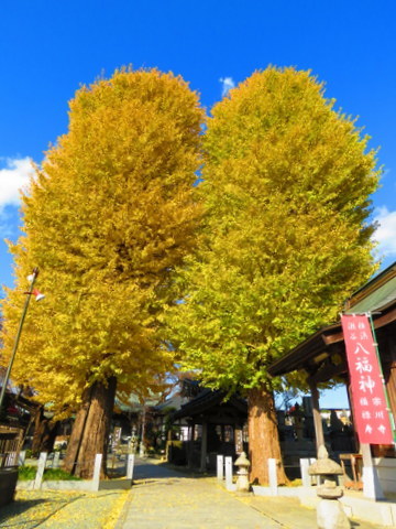 野鳥4種と宗川寺の夫婦イチョウ_b0154148_15013654.jpg