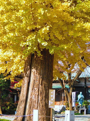 野鳥4種と宗川寺の夫婦イチョウ_b0154148_15022429.jpg