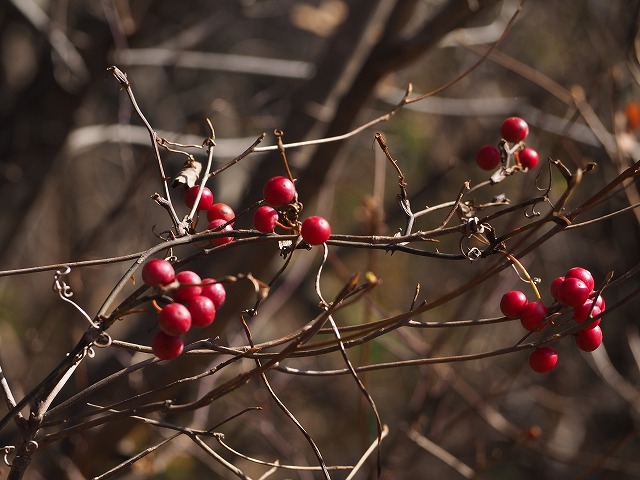 c0194161_17275117.jpg