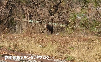 ありがとう！アルペンルート・トロッコ電車２０１６_a0243562_15210293.jpg