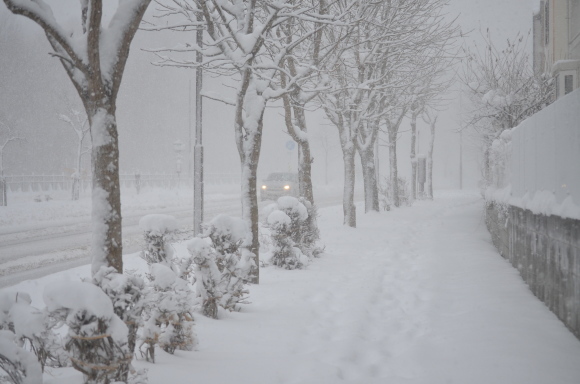 吹雪の日に森を歩いてみたら　足が疲れた～～　　　　2016　12／６_e0120466_21383824.jpg