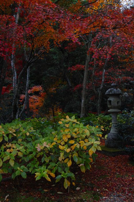  紅葉　柳谷観音楊谷寺　2016　_f0021869_22513516.jpg