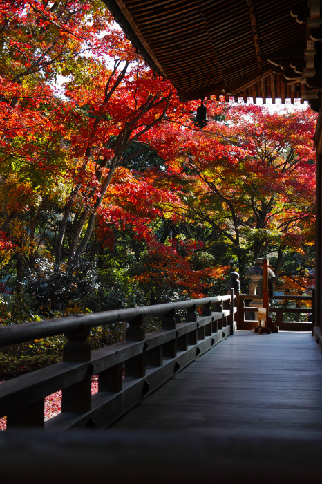  紅葉　柳谷観音楊谷寺　2016　_f0021869_22545127.jpg