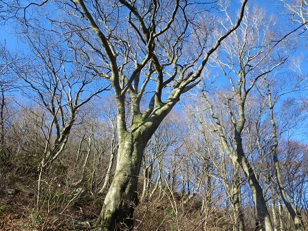 芦谷山　　冬枯れのブナ林_f0302771_15445852.jpg