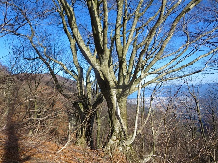 芦谷山　　冬枯れのブナ林_f0302771_15452122.jpg