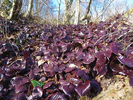 芦谷山　　冬枯れのブナ林_f0302771_15452714.jpg