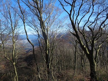 芦谷山　　冬枯れのブナ林_f0302771_1545380.jpg