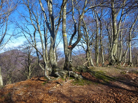 芦谷山　　冬枯れのブナ林_f0302771_15465464.jpg