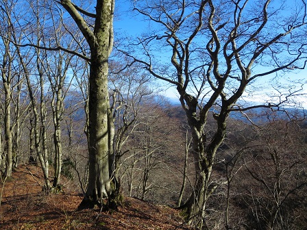 芦谷山　　冬枯れのブナ林_f0302771_1546647.jpg