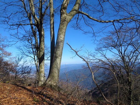 芦谷山　　冬枯れのブナ林_f0302771_15474756.jpg