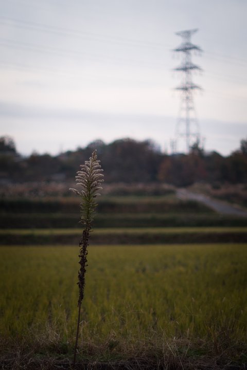 d0353489_885496.jpg