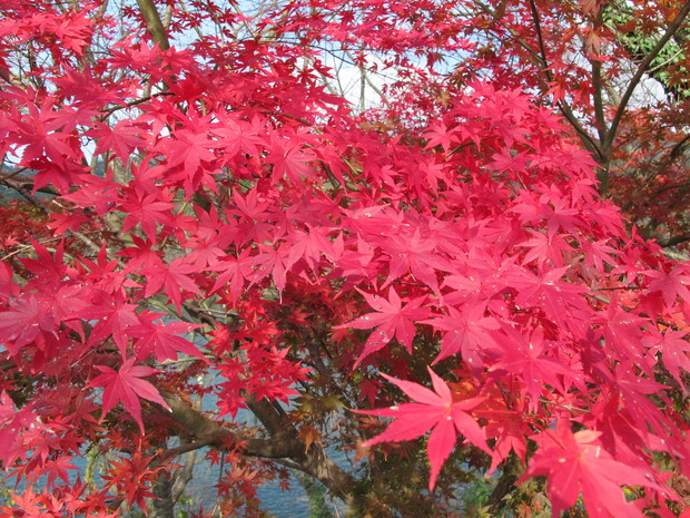 宇佐・国東半島～岩峰紅葉巡り　2016.12.5（月）_a0166196_2038263.jpg