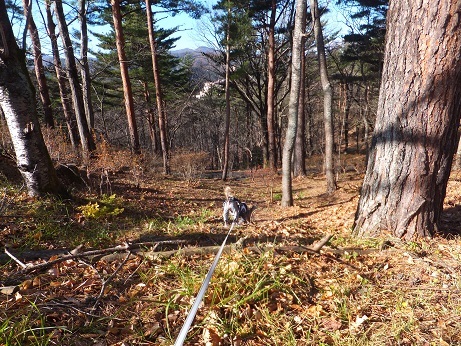 チャーリードッグスクール関係の お散歩会 毎日笑顔 裸犬 温 真珠 絆愛