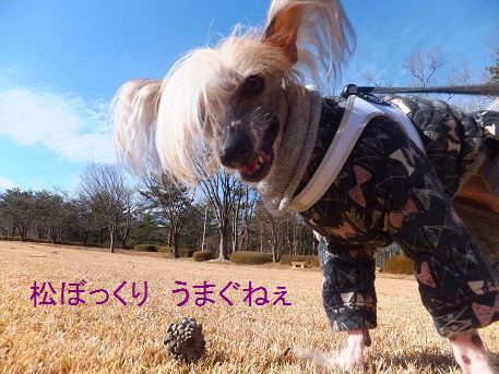 チャーリードッグスクール関係の お散歩会 毎日笑顔 裸犬 温 真珠 絆愛