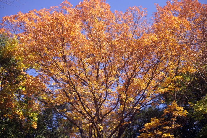 ご近所ズマロン　－　小さな公園_c0156404_10273881.jpg