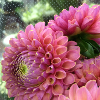 ダリアの名前は Ramb S Ear ﾗﾑｽﾞｲﾔｰ