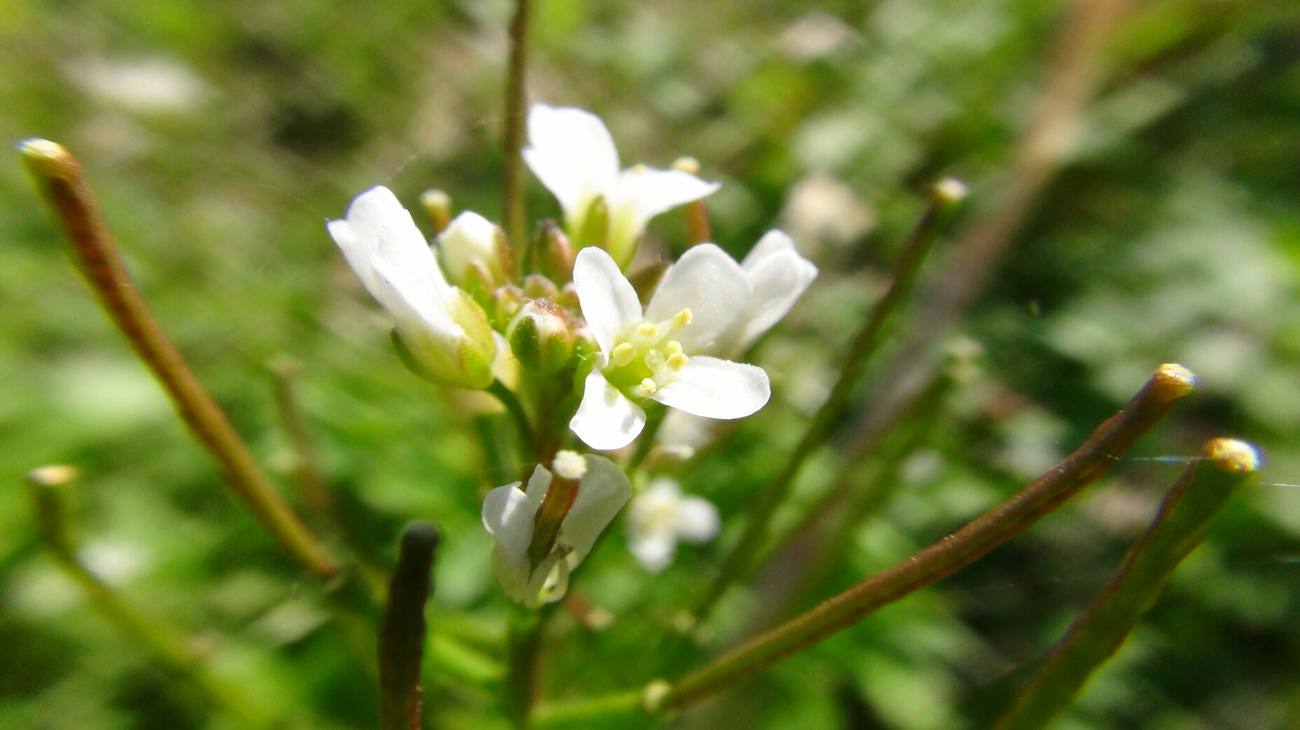 ぺんぺん草 の 桜の 花 が 咲き まし たよ