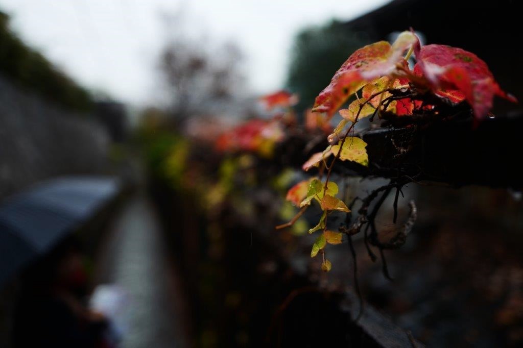 ❺雨の尾道七佛めぐり（　天寧寺へ路地歩き　）_f0365212_23125965.jpg