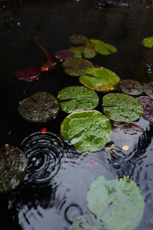 ❺雨の尾道七佛めぐり（　天寧寺へ路地歩き　）_f0365212_23131480.jpg