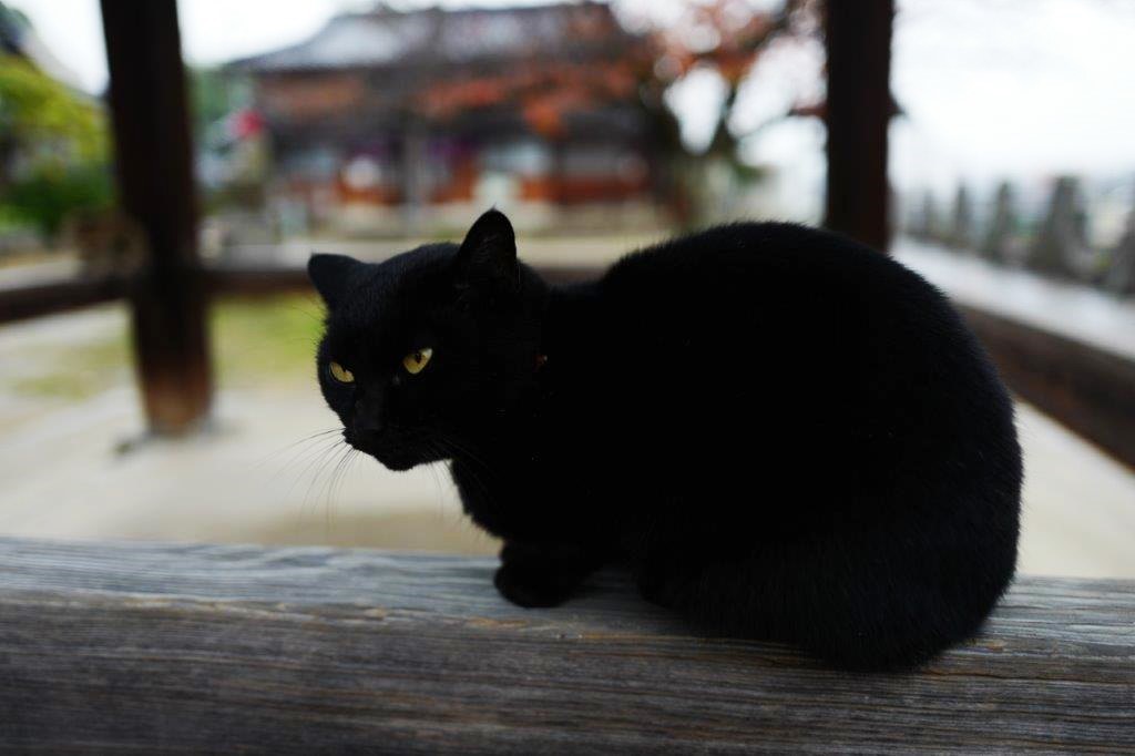 ❺雨の尾道七佛めぐり（　天寧寺へ路地歩き　）_f0365212_23134057.jpg