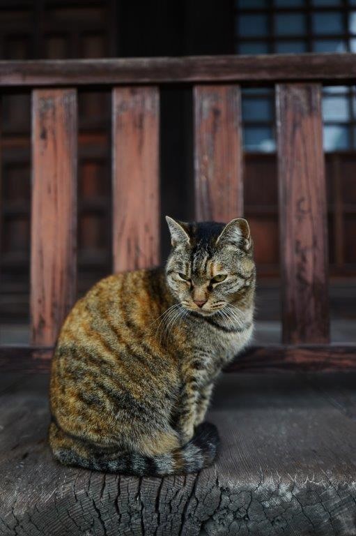 ❺雨の尾道七佛めぐり（　天寧寺へ路地歩き　）_f0365212_23142169.jpg