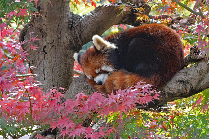 紅葉とレッサーパンダ～優花＆梨花_b0355317_22020197.jpg