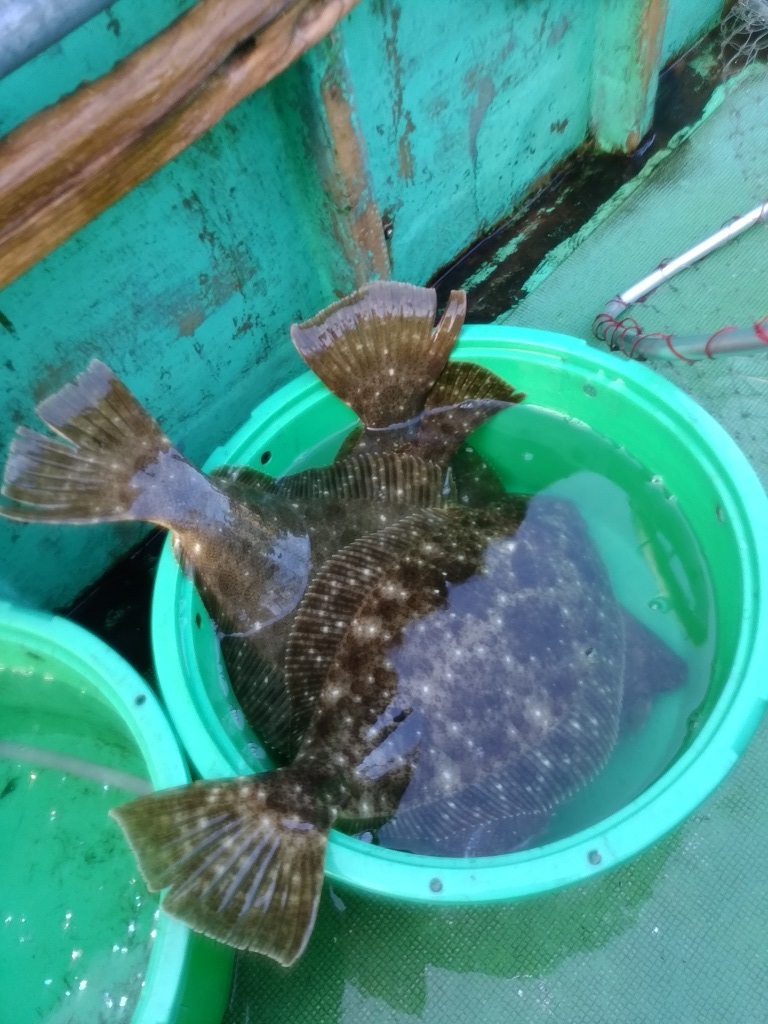 ヒラメ初挑戦で爆釣 銚子沖 釣りおやじ