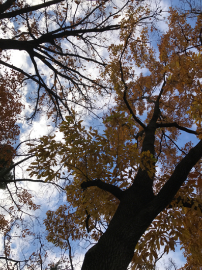 今日も都立東大和南公園の紅葉したいちょうがうつくしい 平成28年12月7日水曜日晴れ時々曇り_c0156021_17092051.jpg