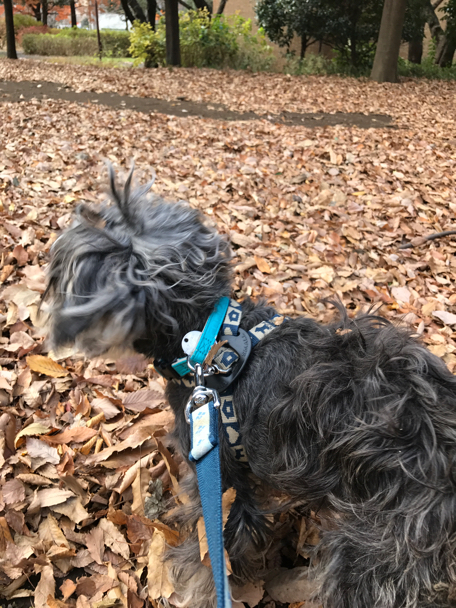 今日も都立東大和南公園の紅葉したいちょうがうつくしい 平成28年12月7日水曜日晴れ時々曇り_c0156021_17092292.jpg