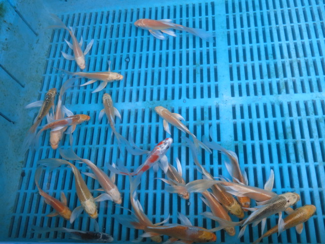 １２月７日新着金魚のご紹介です_a0185031_12491478.jpg