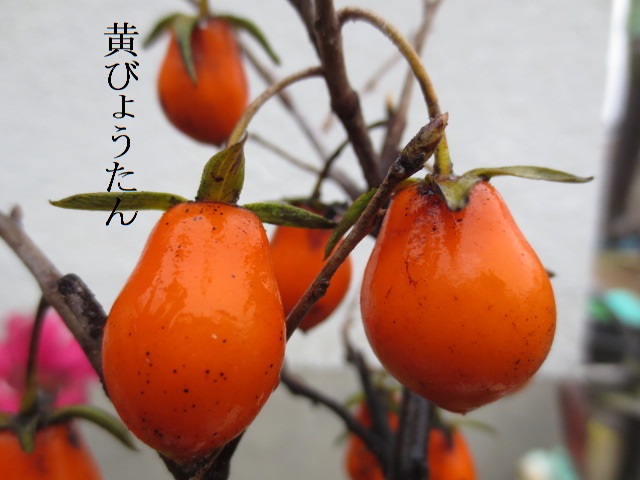 井*誠様 ローヤ柿・黒鳳（接木）老鴉柿・老爺柿・ロウヤガキ ローヤ柿・黒鳳①（接木）老鴉柿・老爺柿・ロウヤガキ