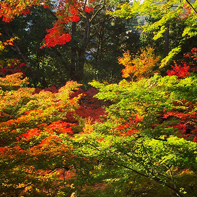 京都紅葉散歩2016_b0035734_16481446.jpg