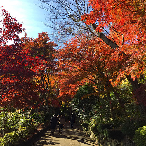 京都紅葉散歩2016_b0035734_17175071.jpg