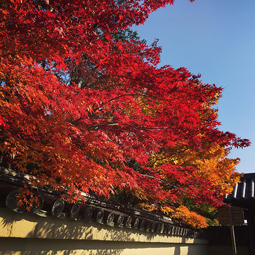 京都紅葉散歩2016_b0035734_1753481.jpg