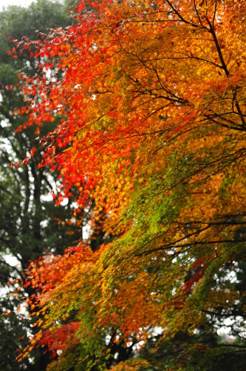 陽が射してきたからもう一度赤い橋♪（今高野山龍華寺で紅葉狩り⑤） _b0075541_1453087.jpg