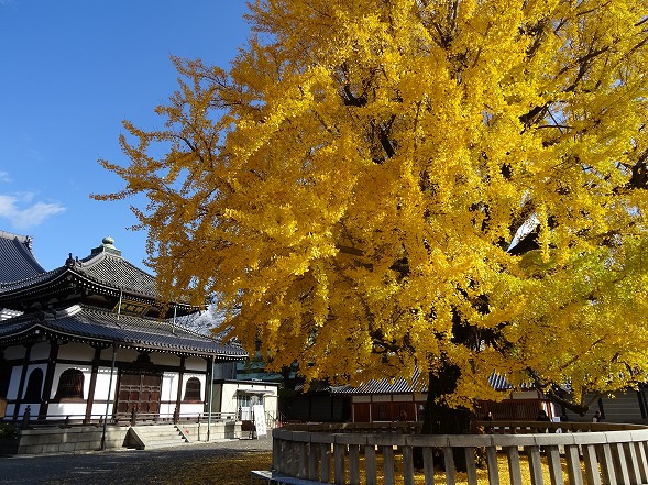 西本願寺の大銀杏_b0299042_10481011.jpg