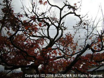 冬枯れ_d0255366_09260613.jpg