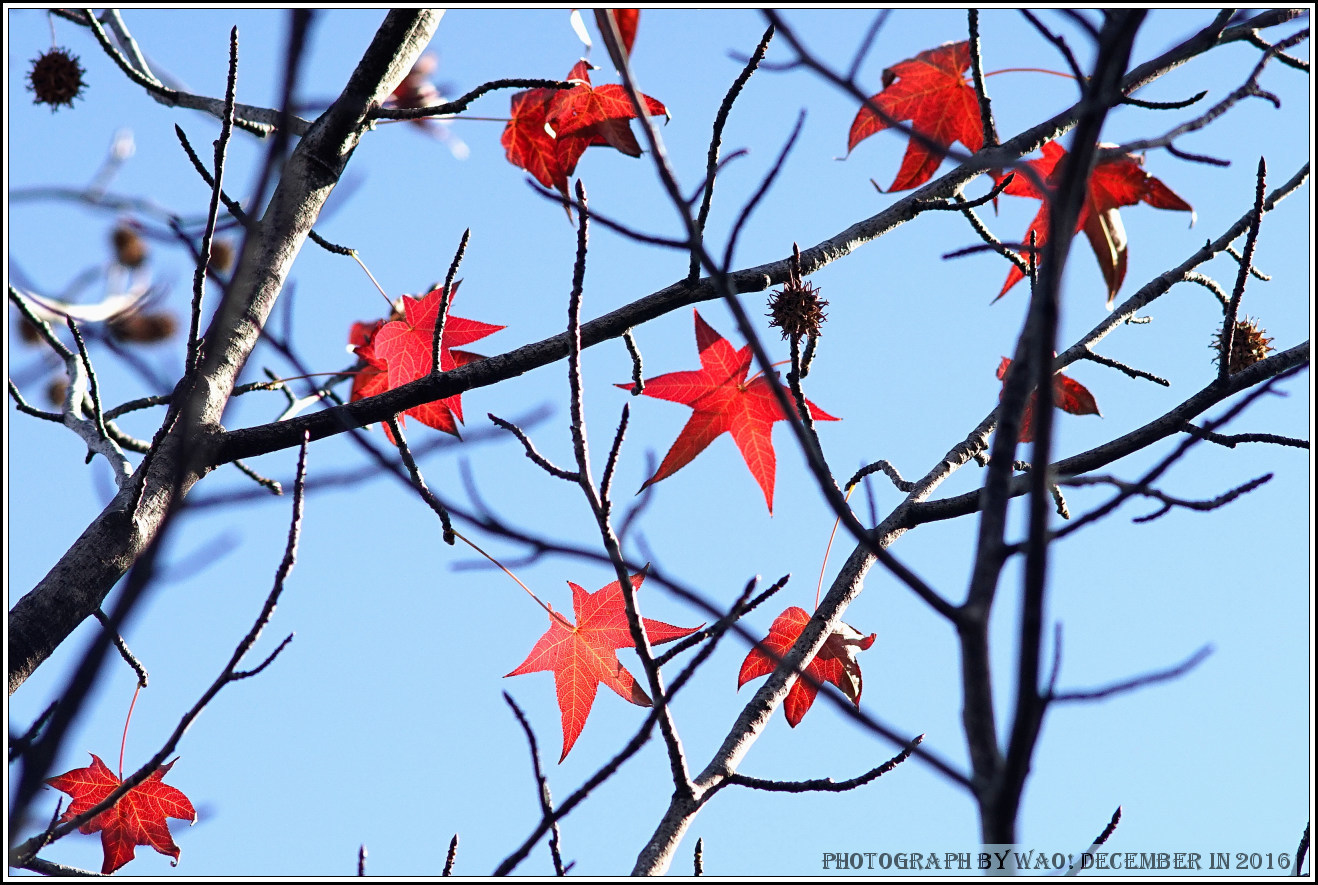 公園の紅葉　つづき_c0198669_17583858.jpg