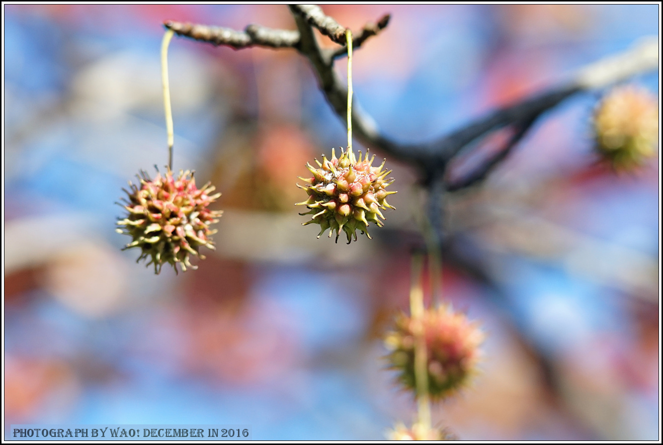 公園の紅葉　つづき_c0198669_17592392.jpg